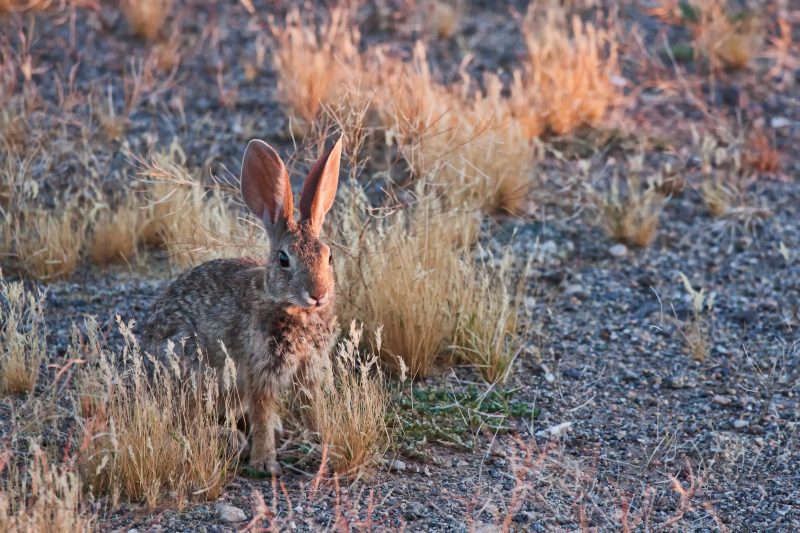 Jackrabbit in Mohave Desert, Arizona