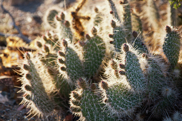 Mohave desert light