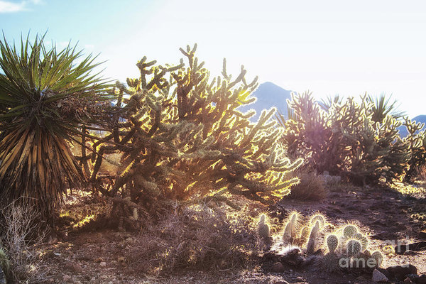 Desert morning light