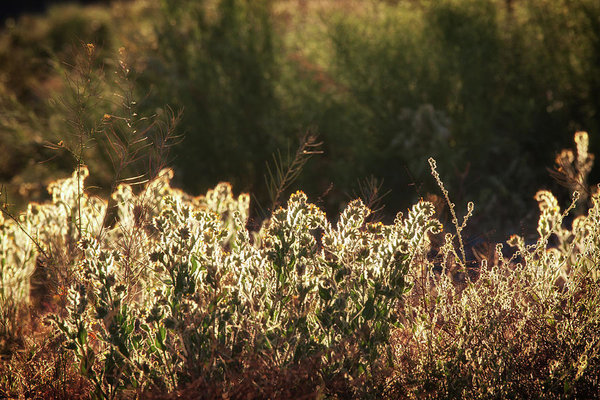 Glowing desert weeds