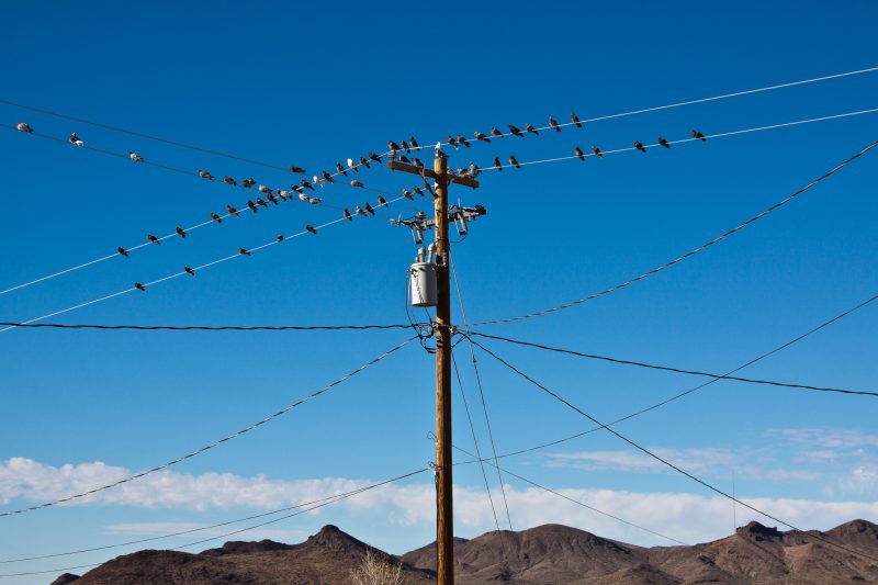 Pigeons on power lines