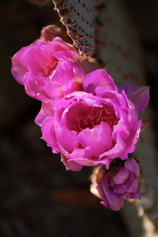 Pink cactus flowers