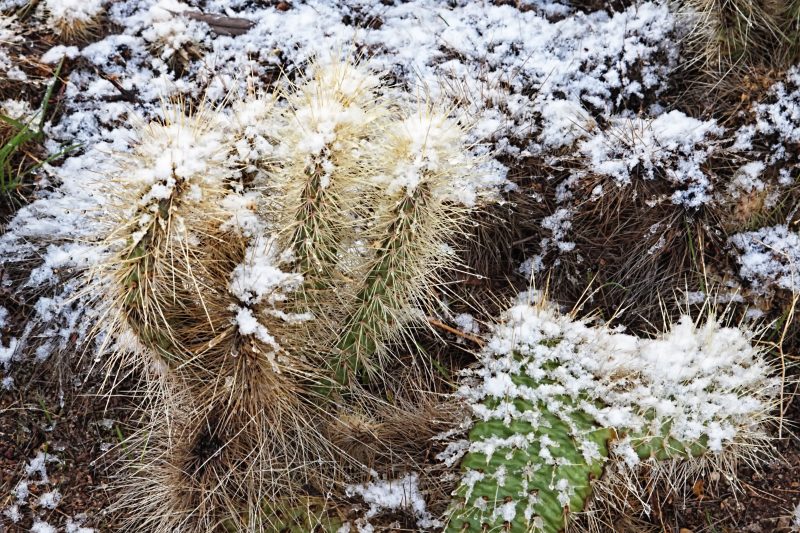 Snow on cacti in Mohave Desert Arizona in December