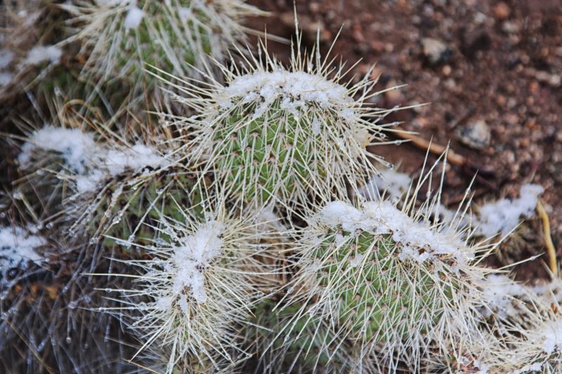 Snow on cacti in Mohave Desert Arizona in December