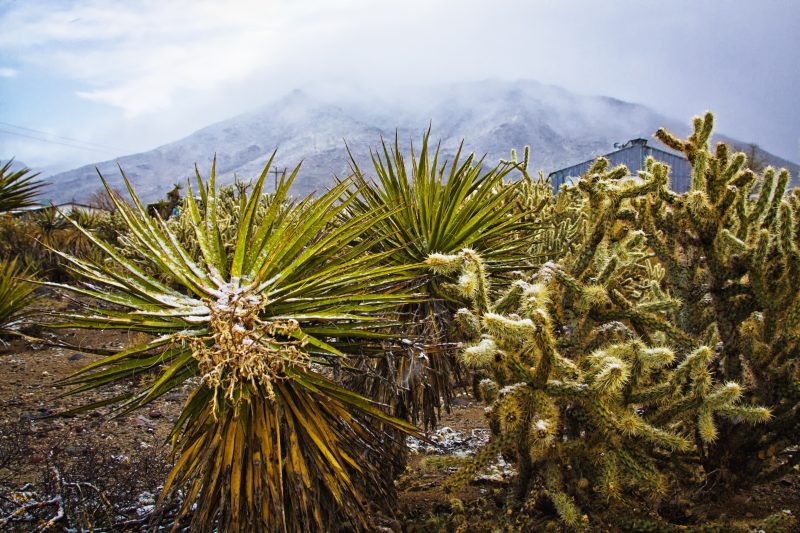 Snow desert vegetation and mountains