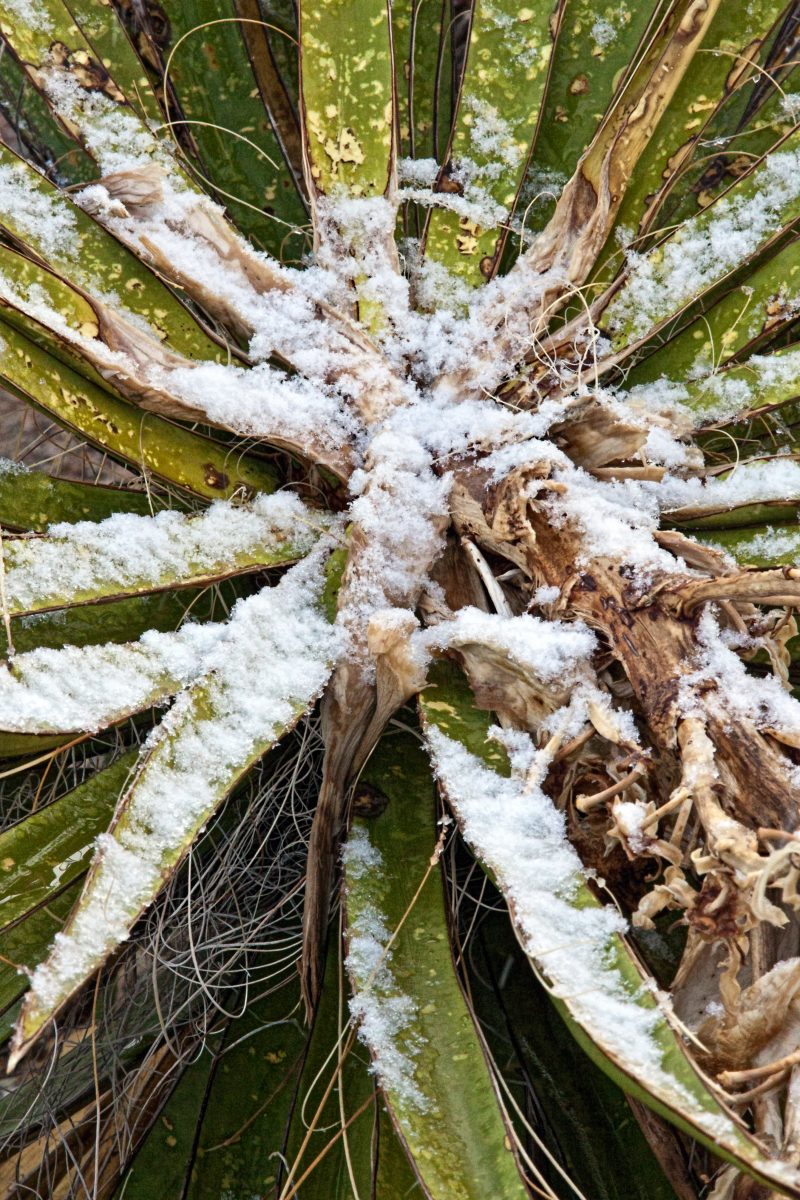 Snow on desert plants in Mohave Desert Arizona in December