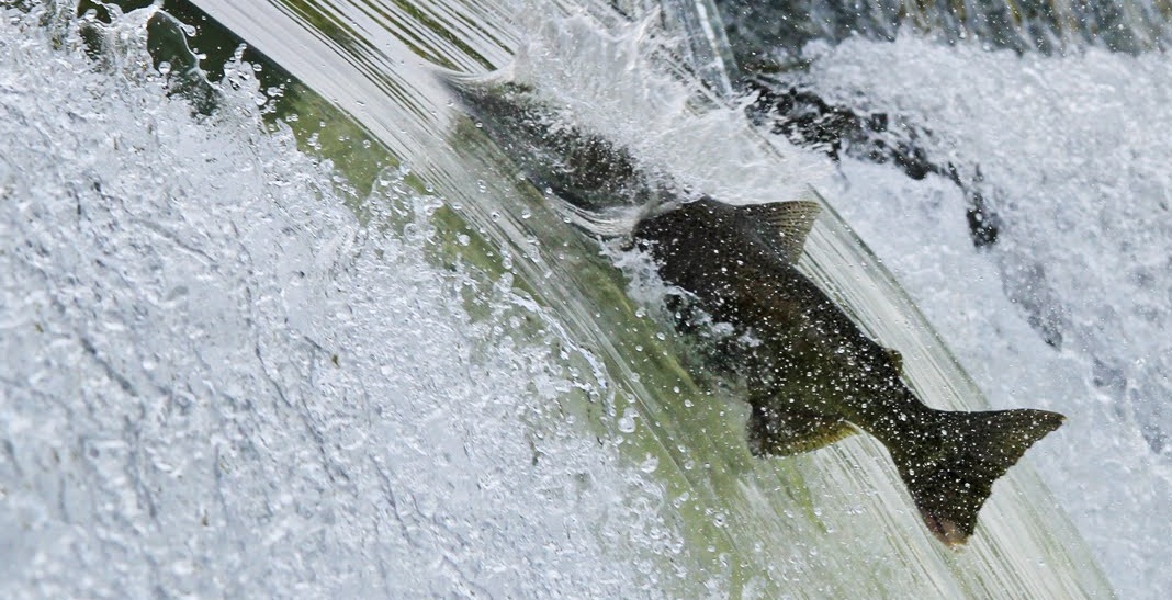 a salmon attempts to leap over a barrier in the Humber River on the way to its spawning ground