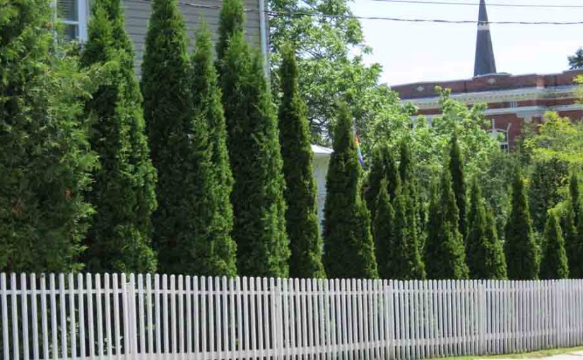 Cedar Trees