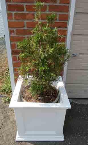 Potted Cedar Tree