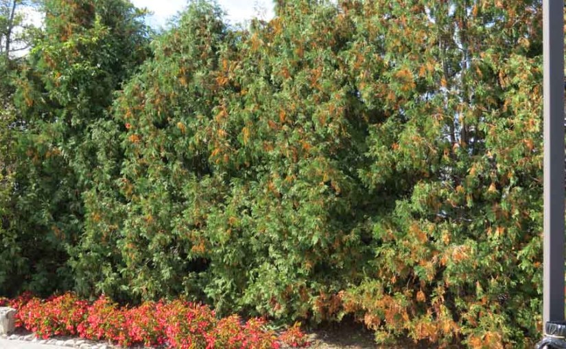 Cedar Tree Hedge