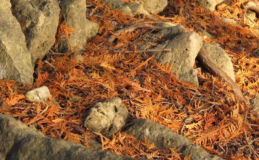 Cedar Tree Leaves