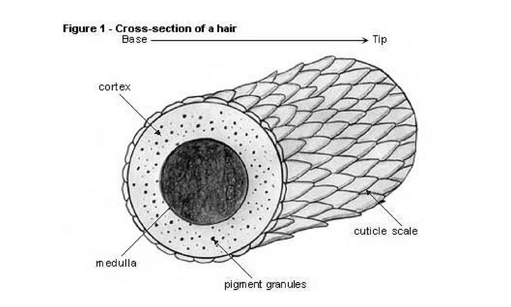 Details 122+ hair cross section - dedaotaonec