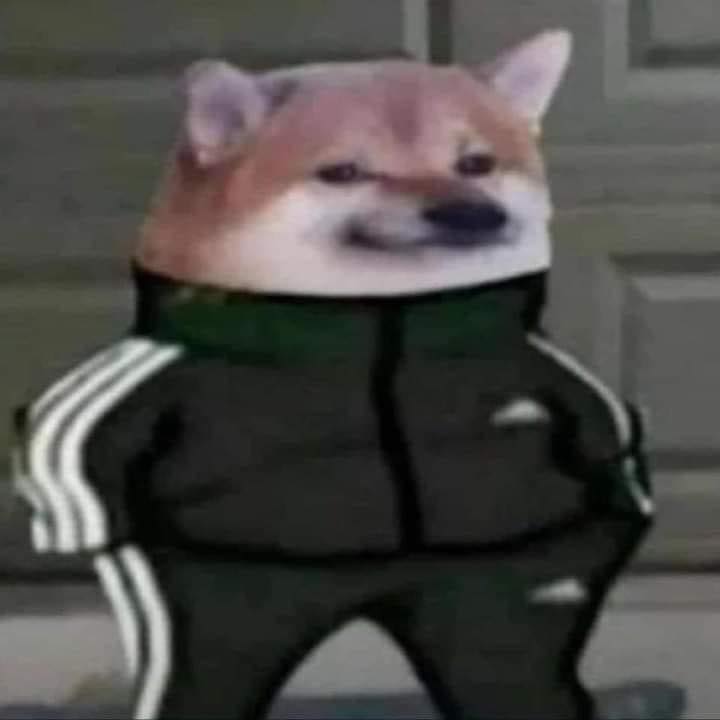 Doge mặc đồ Adidas