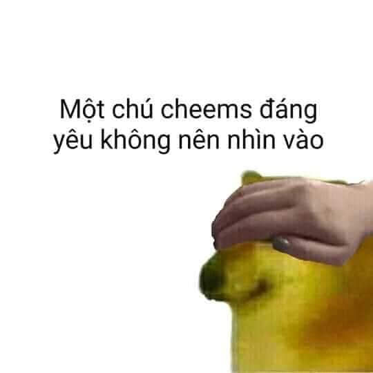 Một chú cheems đáng yêu không nên nhìn vào