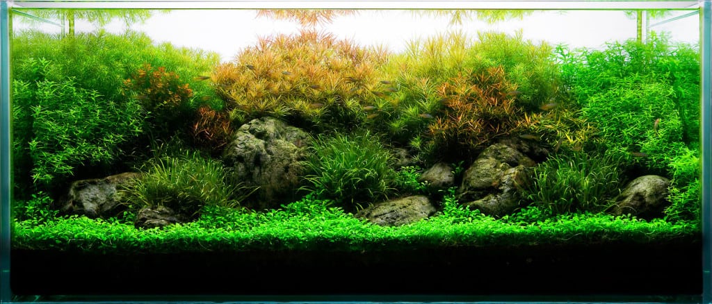 planted-tank-1