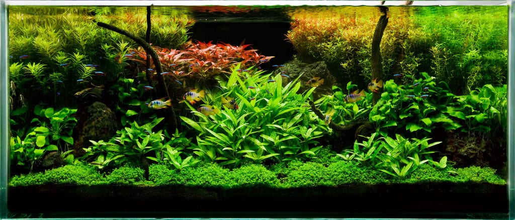 planted-tank-5