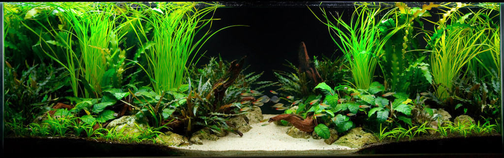 planted-tank-6