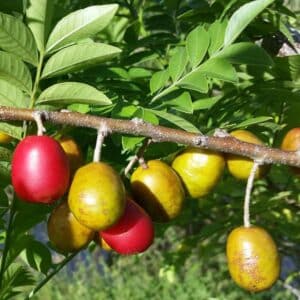 Spanish plum / Red Mombin (Spondias purpurea) topical fruit live tree