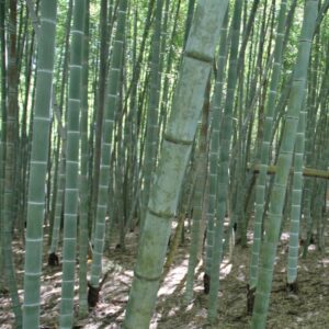 Moso Bamboo