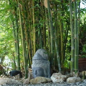 Giant Timber Bamboo