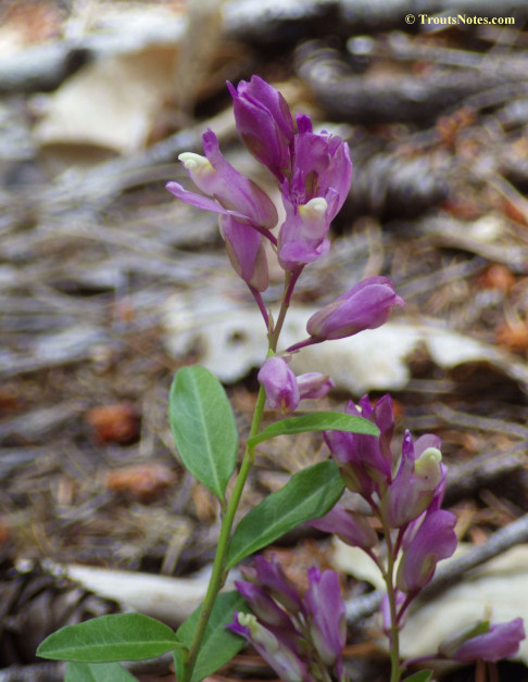 Polygala californica