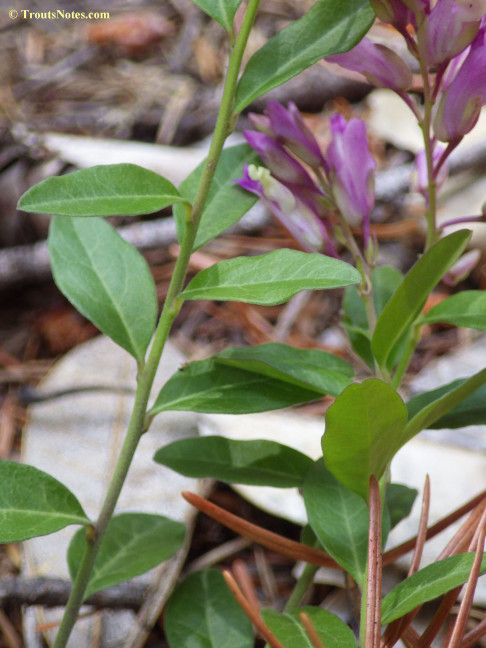 Polygala_californica_26april2015_IMGP3378