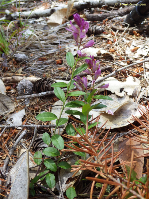 Polygala californica