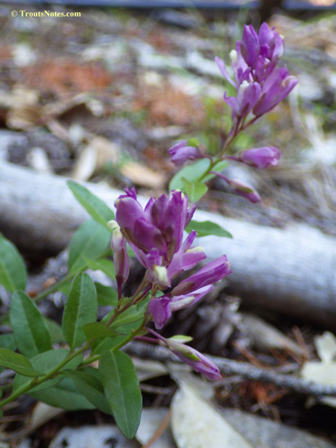 Polygala californica