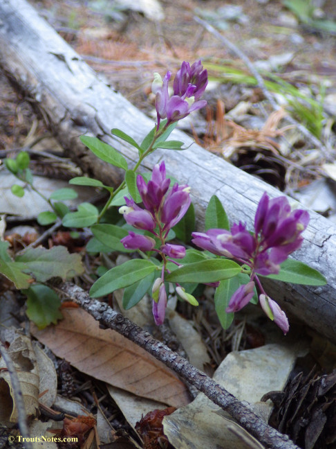 Polygala californica