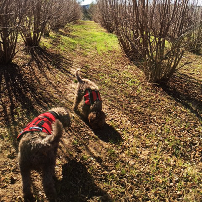 ca Truffle dog