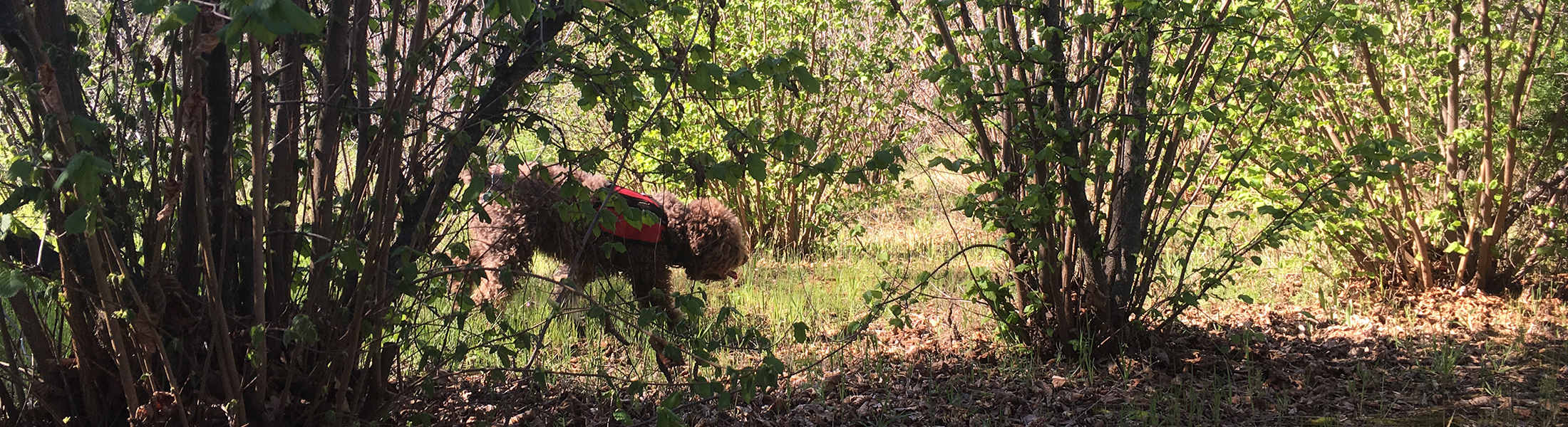 Cal Truffle Farm Tesoro Mio