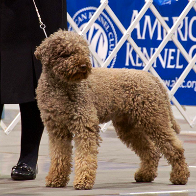 Truffle Dog Training