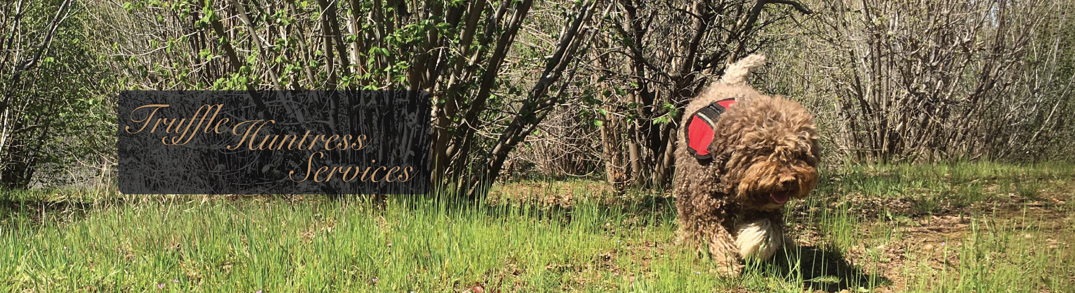 Tesoro Mio Truffle Farm California