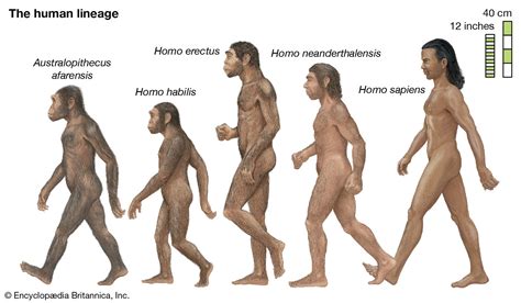 Human evolution | History, Stages, Timeline, Tree, Chart, & Facts ...