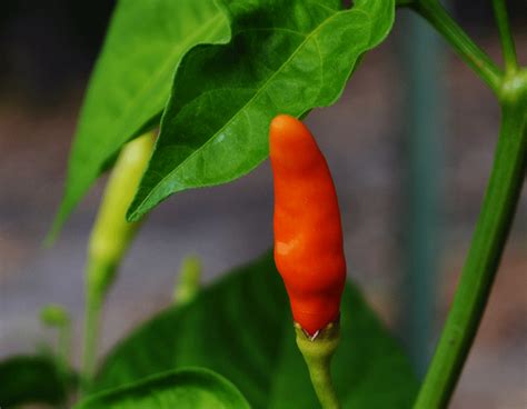 Hot Pepper - Tabasco seeds - Heirloom Seeds Canada