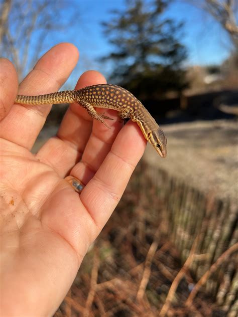 Red Ackie Monitor Babies For Sale | American Reptile Distributors