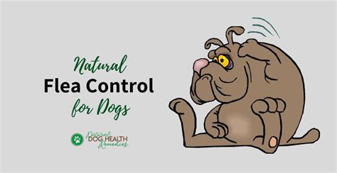 Natural Flea Control | How to Get Rid of Dog Fleas Naturally