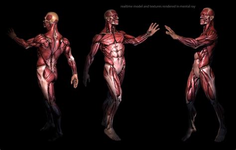 3D Anatomy Wallpapers - Top Free 3D Anatomy Backgrounds - WallpaperAccess