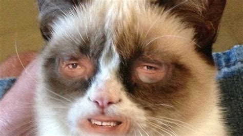 20 Funny Cat With Human Face Meme