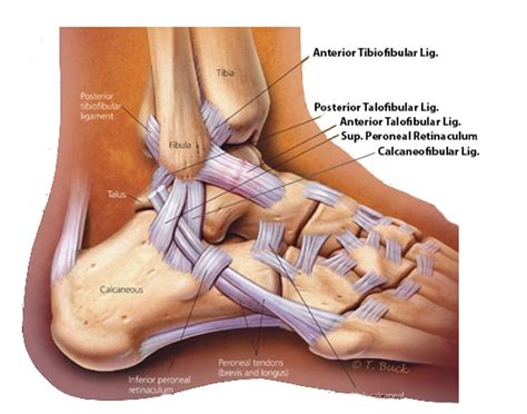 Ankle Ligaments (All You Need To Know About Your Ankle Ligaments)