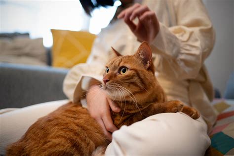 Fluff And Love: How Grooming Strengthens Your Bond With Your Cat - SHOUTS