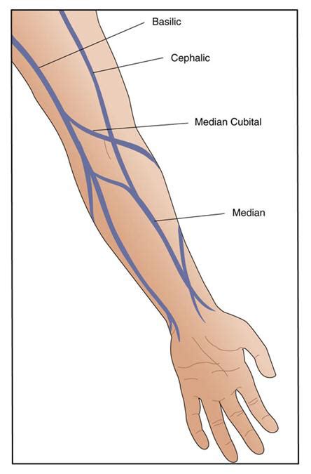 Three Major Veins Diagram | Quizlet