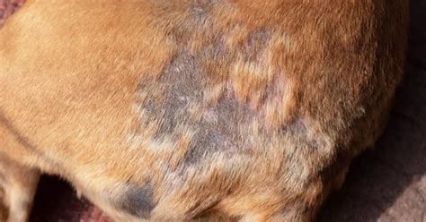 What Causes Bacterial Skin Infections In Dogs