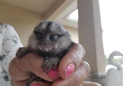 Finger monkey : r/tinyanimalsonfingers