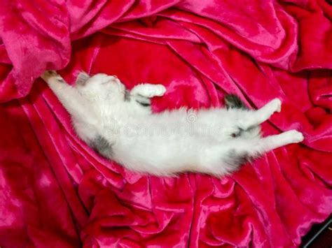 Beautiful Baby White Cat Sleeping on Pink Fabric Stock Photo - Image of ...