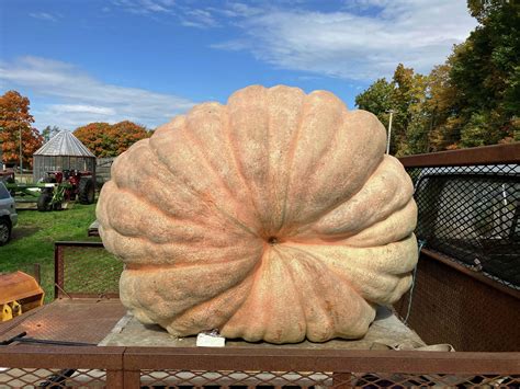 CT man who grew heaviest pumpkin in state aims for world record