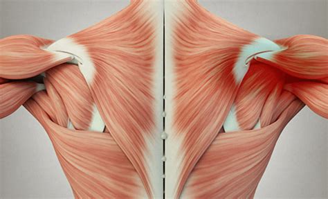 Muscle Knots: How to Release Them with EMS – Massage Therapy Concepts