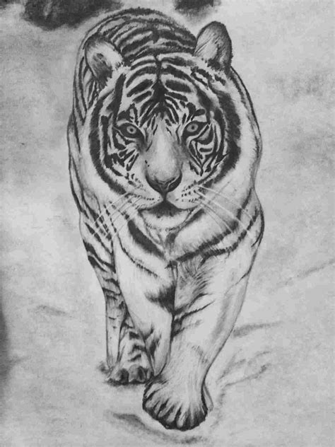 Tiger Pencil Drawing Images at PaintingValley.com | Explore collection ...