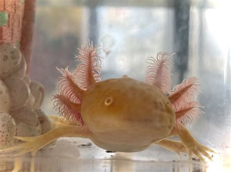 Sunday Funday: Amazing Axolotls — Sweetbriar Nature Center