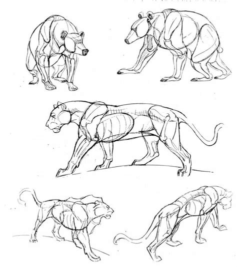 Various animal refs | Animal drawings, Anatomy drawing, Animal sketches